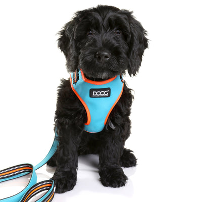 Dog Harness - DOOG